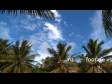 Coconut Palm Trees 2 395
